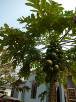 Obst im Vorgarten - Vietnam