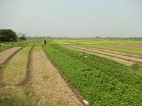 Gemüsebeet Nordvietnam