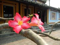 Blütenpracht Verbotene Stadt der Könige