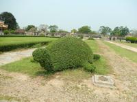 Schildkröte - Verbotene Stadt der Könige