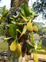 Obst in den Grabstätten des Kaisers Tu Duc