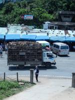Hundetransport Vietnam