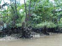 Mangroven