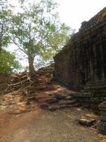 Pflanzenwelt Kambodscha