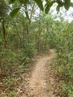 Dschungelpfad Kambodscha