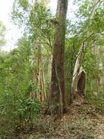 Dschungel Kambodscha