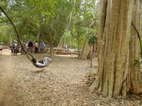 Nickerchen auf einer Liane