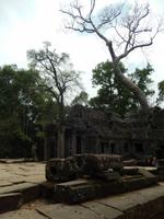 Ta Prohm Kambodscha
