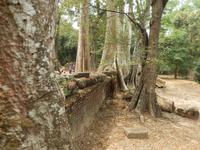 Ta Prohm Kambodscha