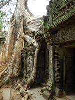 Wurzeln und Tempel Ta Prohm