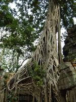 Wurzeln Ta Prohm