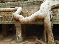 mächtige Wurzeln Ta Prohm