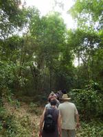 Spaziergang durch den Dschungel