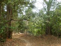 Dschungel Kambodscha