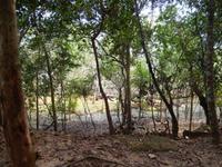 Dschungelpfad Kambodscha