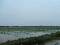 Lotusfeld Kambodscha