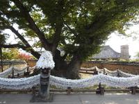 Andong Hahoe-Dorf Südkorea 600 Jahre alte Ulme