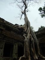 Bewuchs im Tempel