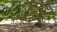 Botanischer Garten Kandy