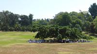 Botanischer Garten Kandy