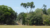 Botanischer Garten Kandy