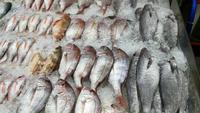 Busan Jagalchi Fischmarkt