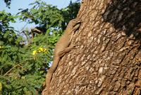 Echse im Yala Park