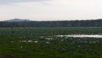 Elefant im Yala NP