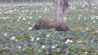 Elefant im Yala NP