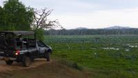 Elefant im Yala NP