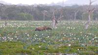 Elefant im Yala NP