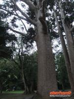 Elefantenfußbaum