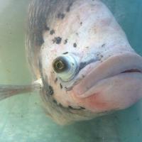 Elefantenohrfisch
