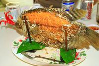 Elefantenohrfisch