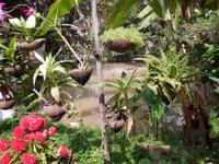 Garten Südvietnam