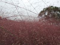Gras 