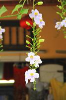 Hoi An