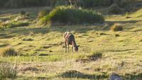 Horton Plains Wanderung
