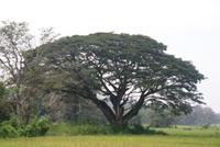 In Habarana