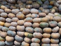 Kürbis