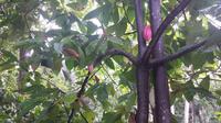 Kakaobaum im Kräutergarten