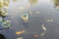 Kois in Taipeh