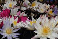 Lotusblume
