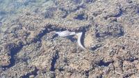Müräne im Meer von Beruwela