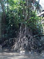 Mangroven Mekong