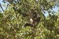 Mungo im Yala Park