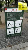 Nara Achtung auch hier vor den Rehen