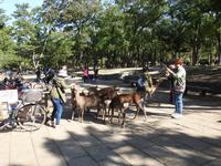 Nara Japan