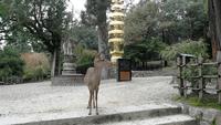 Nara Todaiji