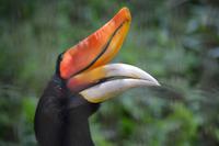 Nashornvogel Jurong Bird Park Singapore